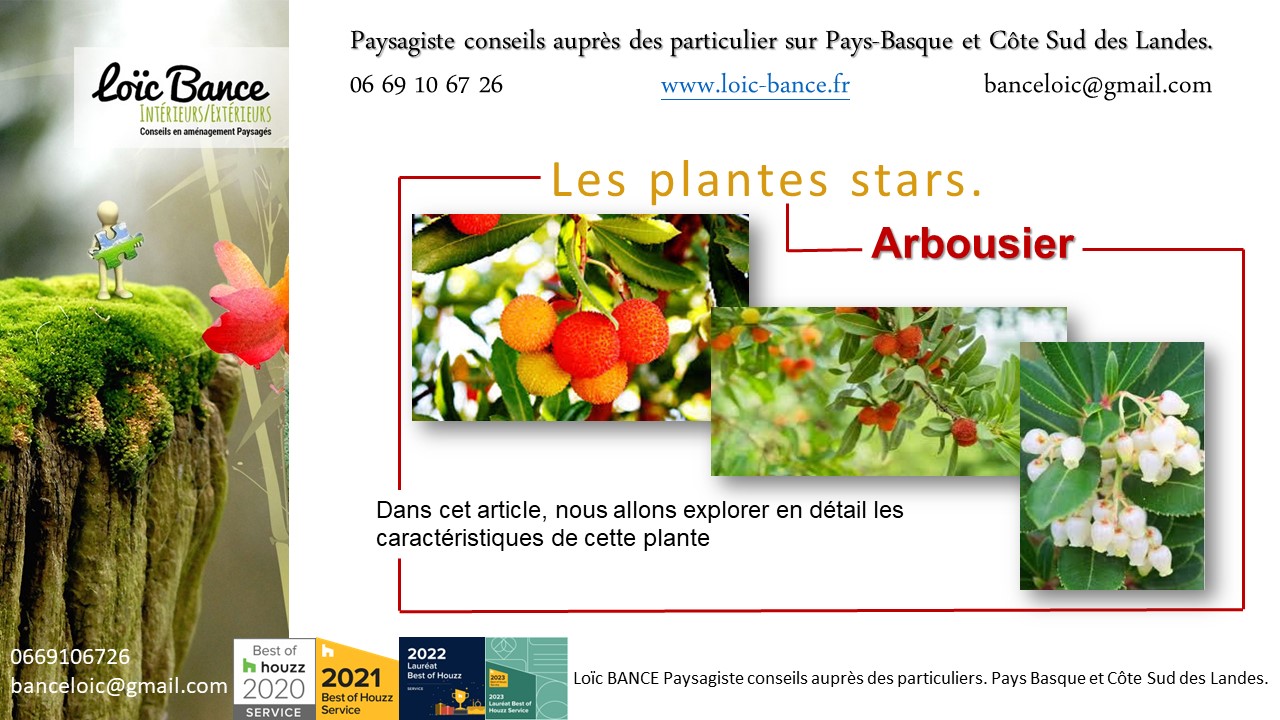 Paysagiste Arcangues, Larbousier connu pour ses dlicieuses baies rouges, mais cet arbre est galement pris pour ses qualits ornementales.