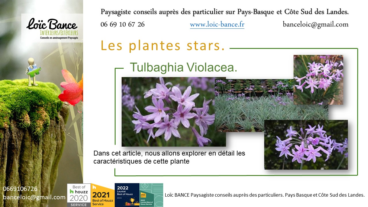 Paysagiste Arcangues une vivace plante star de juillet 2024 : Tulbaghia Violacea.